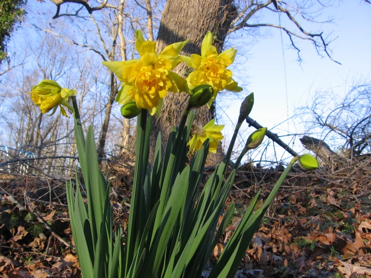 the yellow flowers are starting to turn yellow