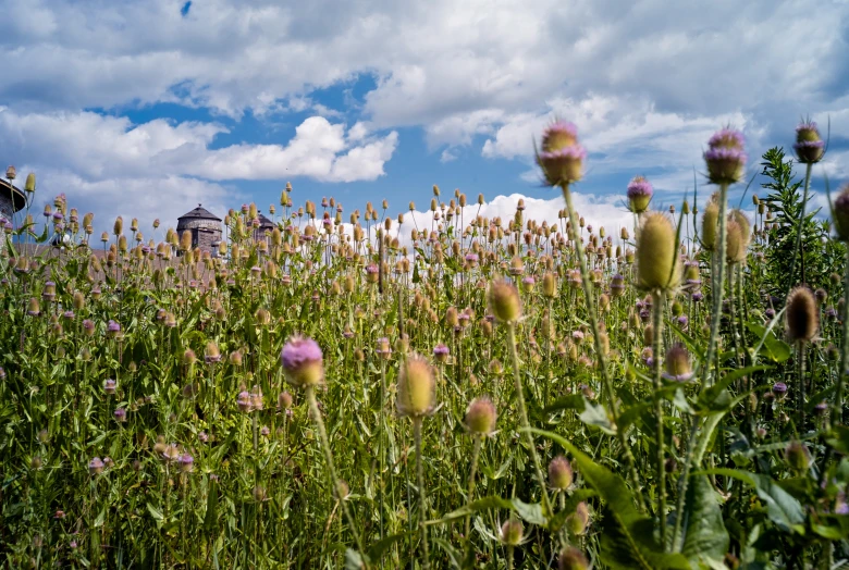 a field of wildflowers and other flowers in the daytime