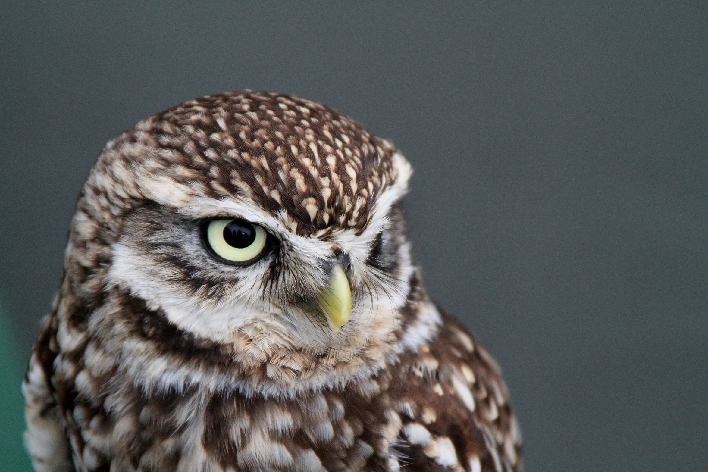 an owl looking directly into the camera