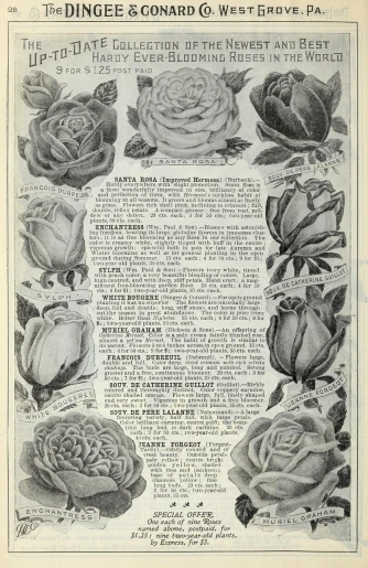 an old, page with roses on it