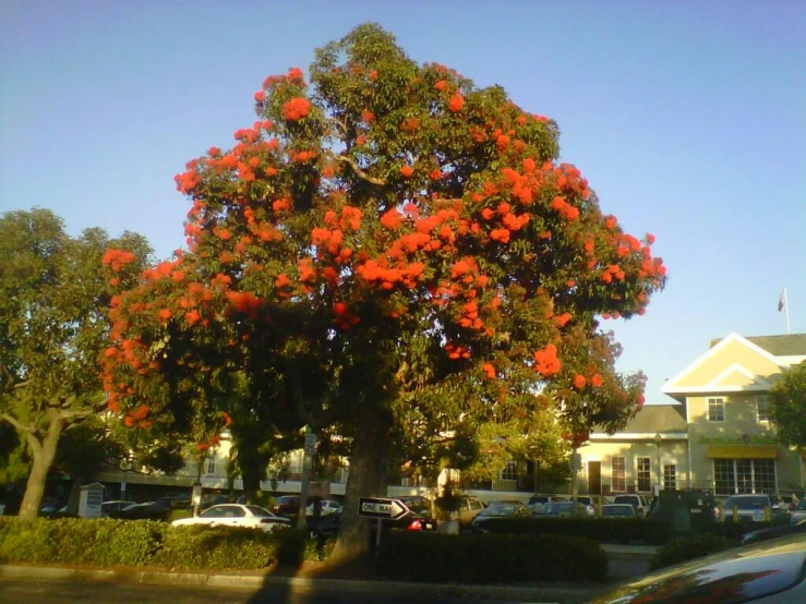 the flowers on this tree are wonderful