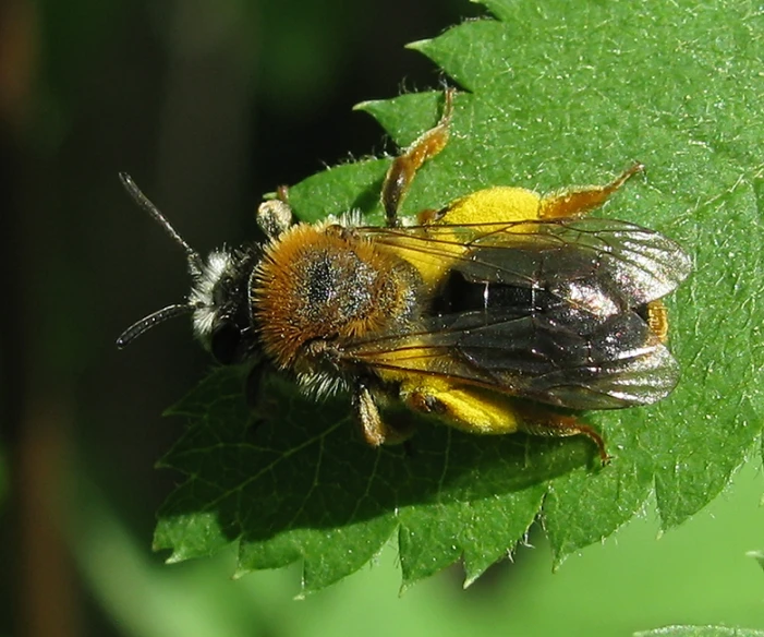 two bugs on a green leaf eating