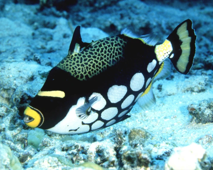 a black and yellow fish on the sea bed