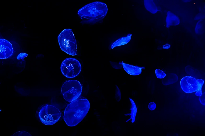 many jellyfish are shown blue and black