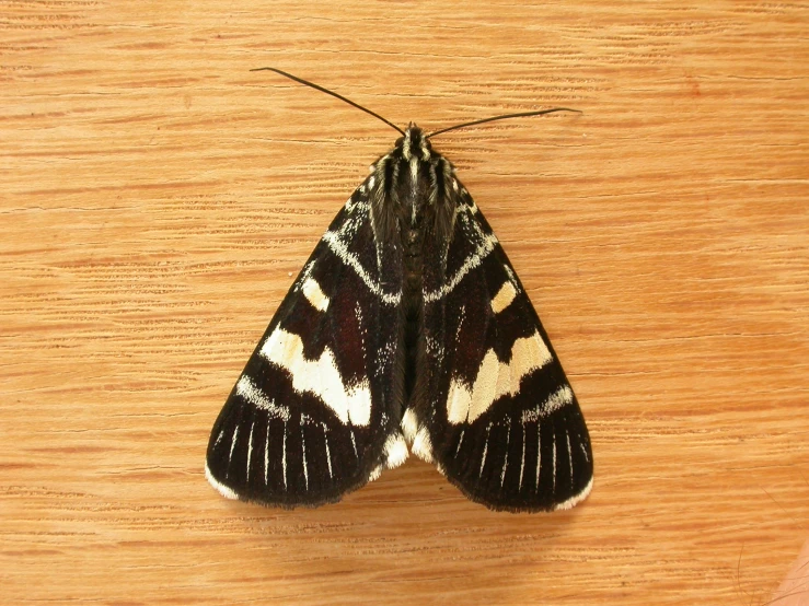 a brown and white erfly resting on a wooden surface