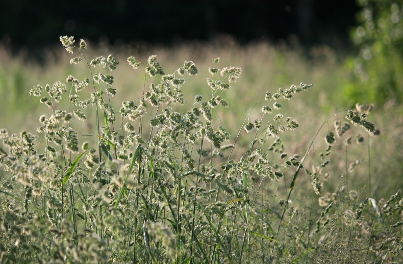 an open field with some weeds near grass