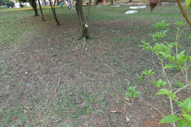 a person standing next to a tree near many trees