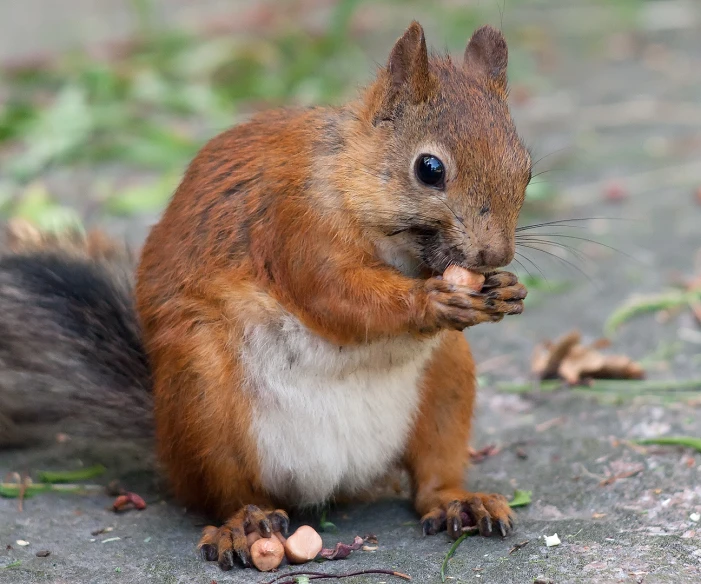 an animal standing with it's mouth open eating nuts