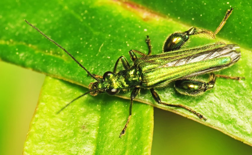 a couple of bugs standing on top of a green plant