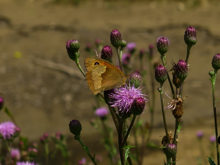 the small erfly is resting on a thistle flower