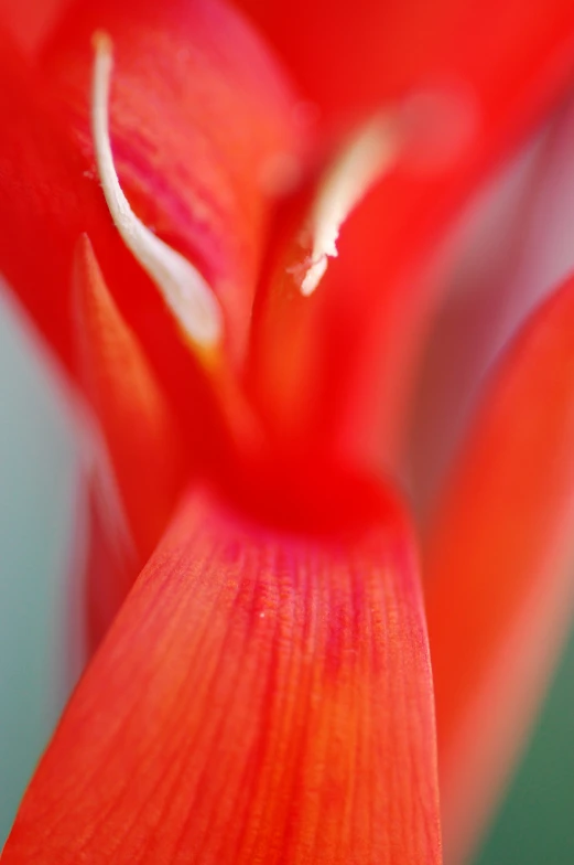 an orange flower that is open with some water