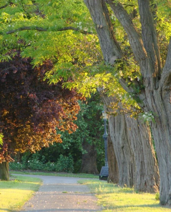 trees line a path in an area with grass