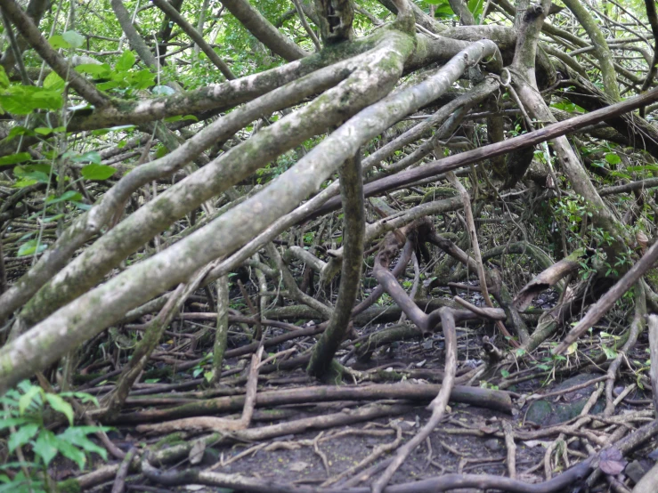 many tangled nches on the ground near a tree