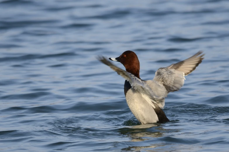 the brown and white duck flaps its wings above the water