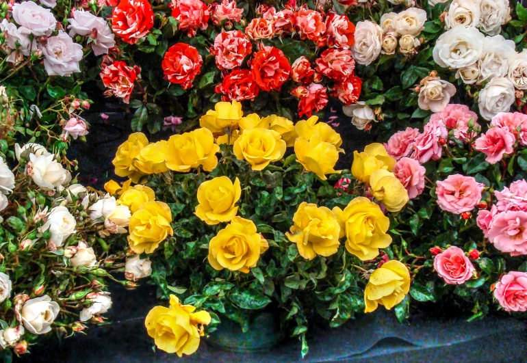 colorful flowers sitting in the middle of some grass