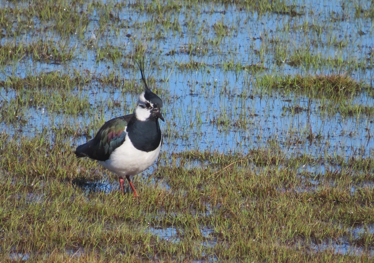 a bird stands in the water near grasses