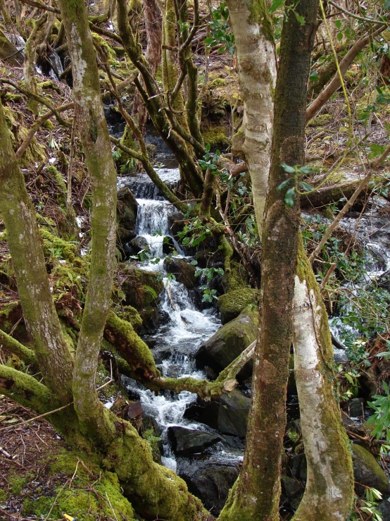 the stream is running through the forest, creating a small waterfall