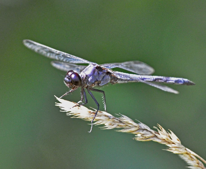 two blue dragonflies resting on some brown stems