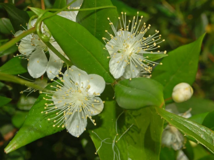 the small flower is near a lot of leaves