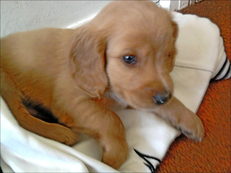 a cute puppy is lying on a towel