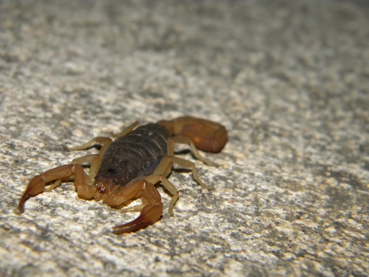 a scorpion is crawling on a surface in the sun