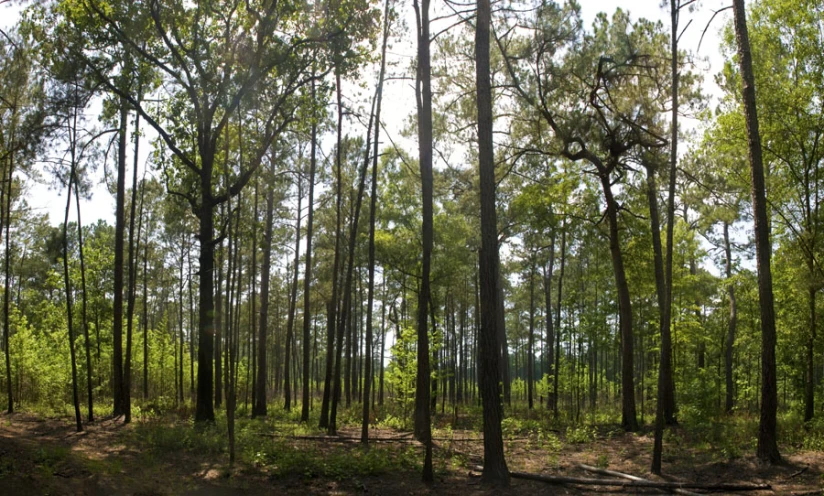 some very tall trees in a big forest