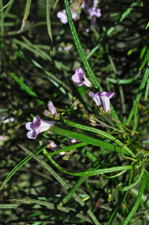 the small flowers are purple and green