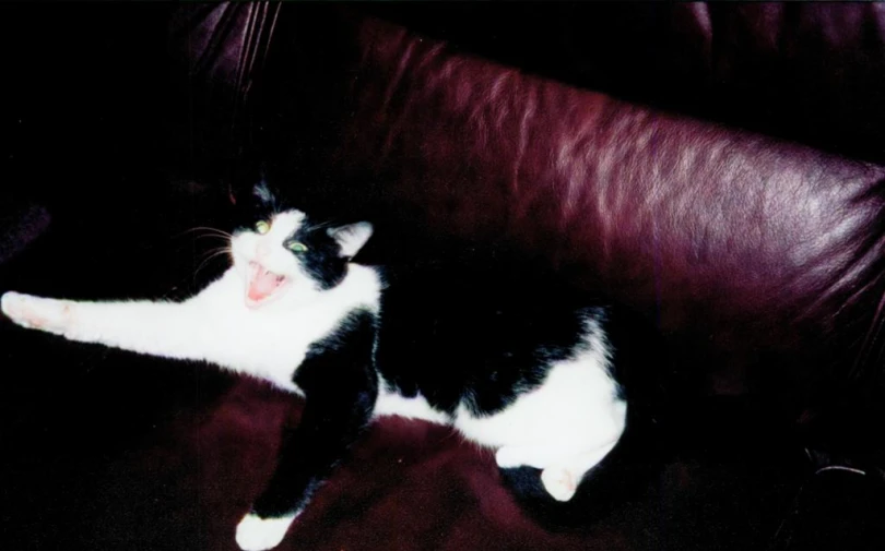 a black and white cat laying on top of a couch