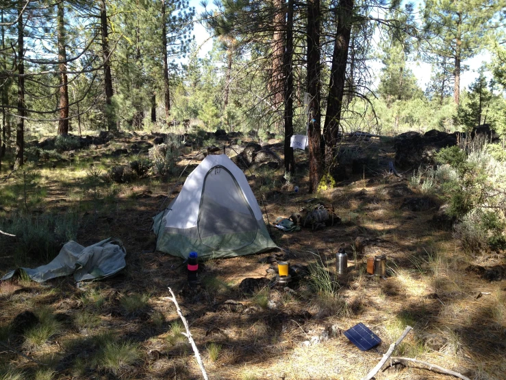 a tent sits in the woods surrounded by trees