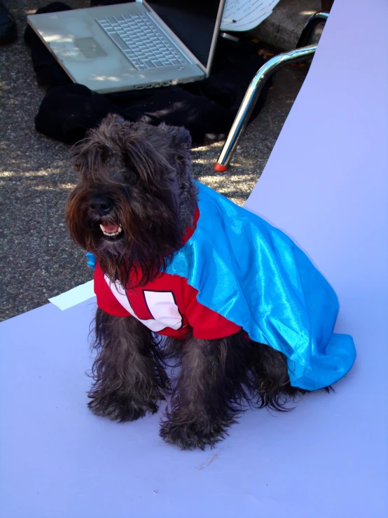 a dog in a cape sits on a table