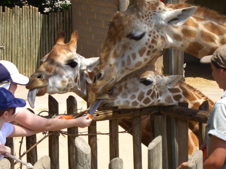 two young children feeding giraffes with carrots at zoo