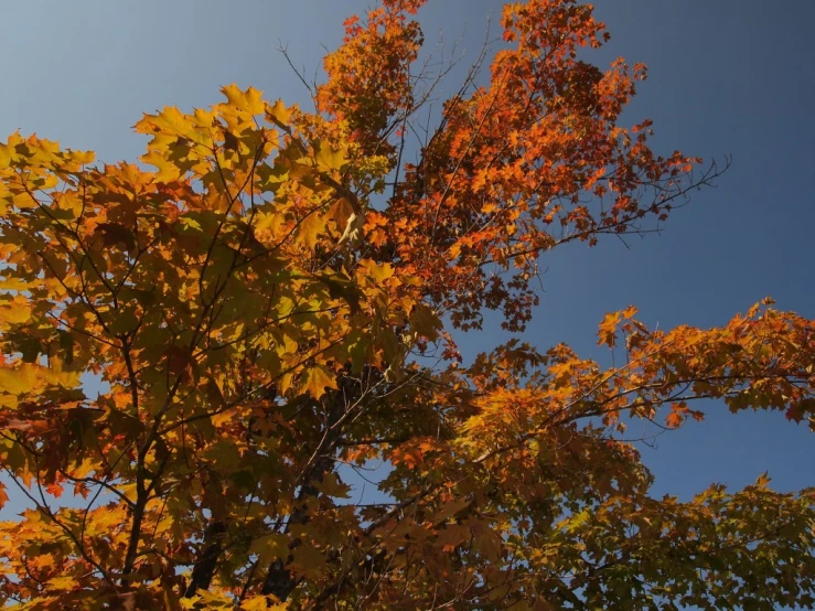 the back side of yellow and red tree in autumn