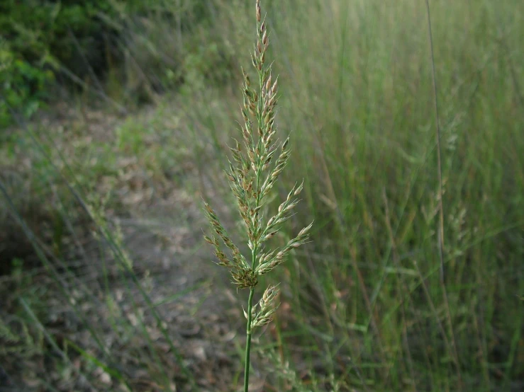 a plant with small, thin leaves in a grassy area