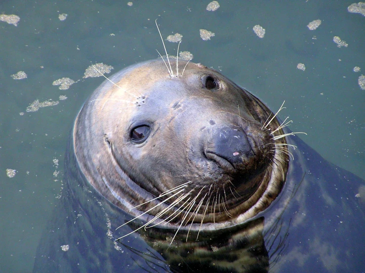 there is a seal that is floating down the water