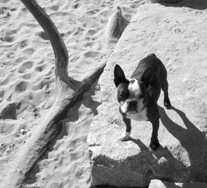 the small dog is standing on top of the rocks