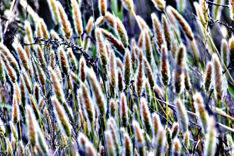 a closeup of the leaves and stems of a plant