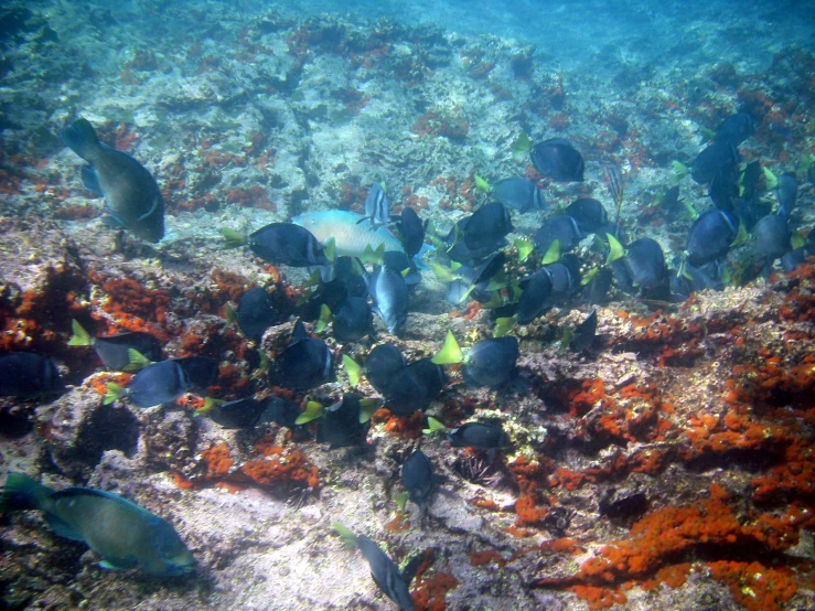 a coral reef with various fish and seaweed