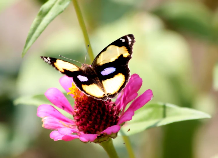 a small erfly is on top of a purple flower