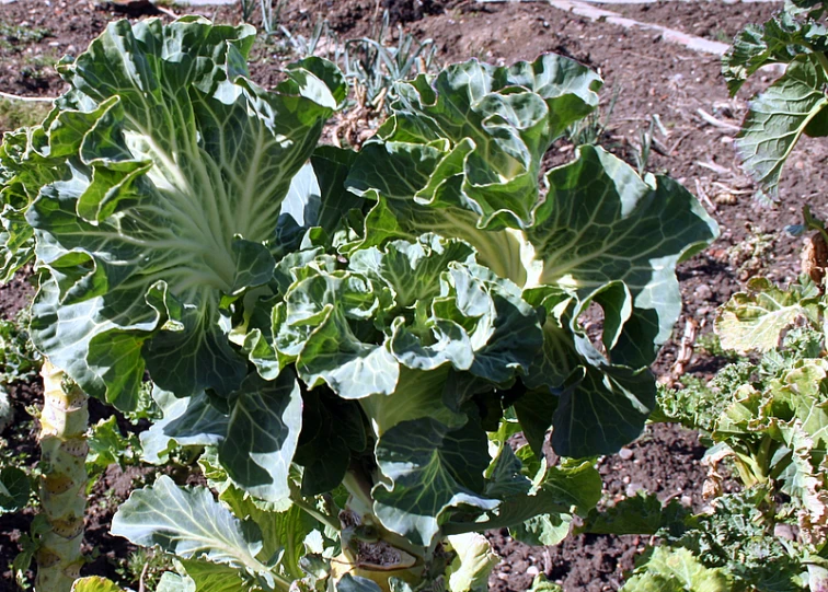 a very large leafy plant growing in the middle of the yard