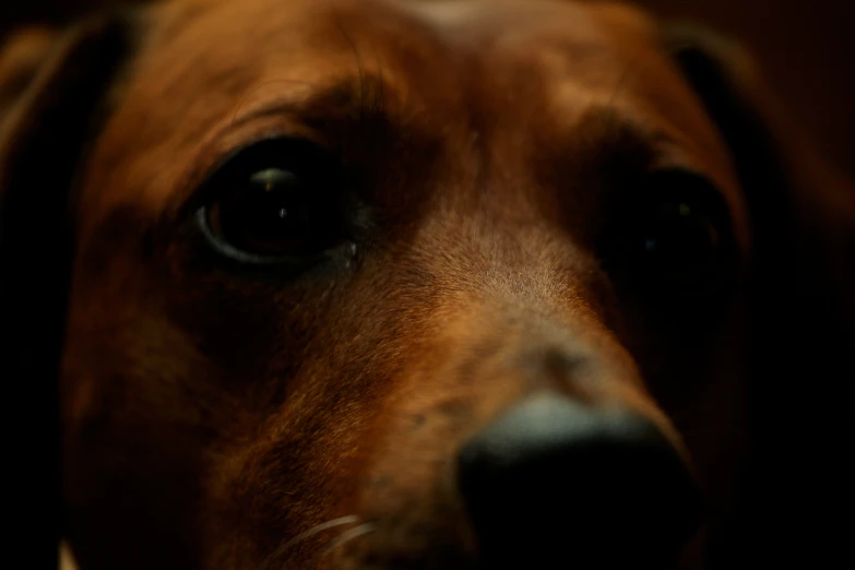 the dark face of a dachshund dog looking directly at the camera