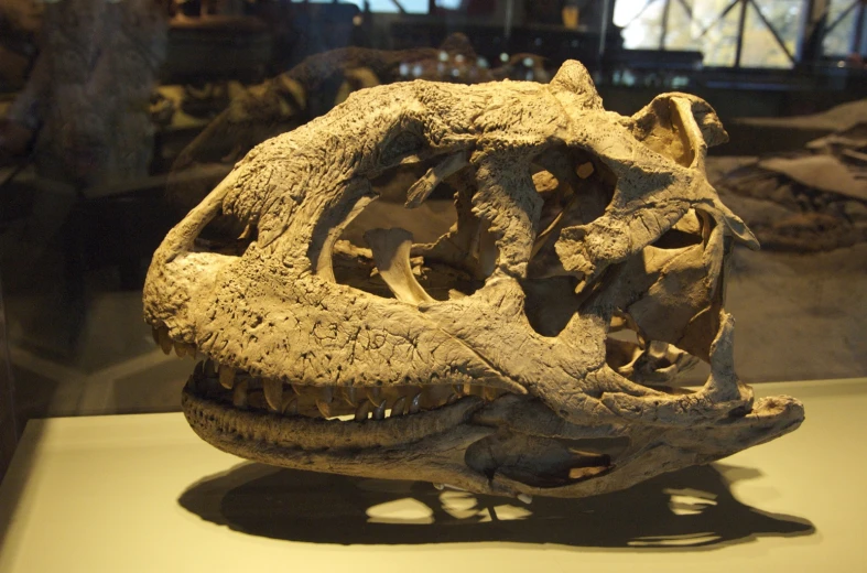 an adult trilomacticticsaurus skeleton with long fangs