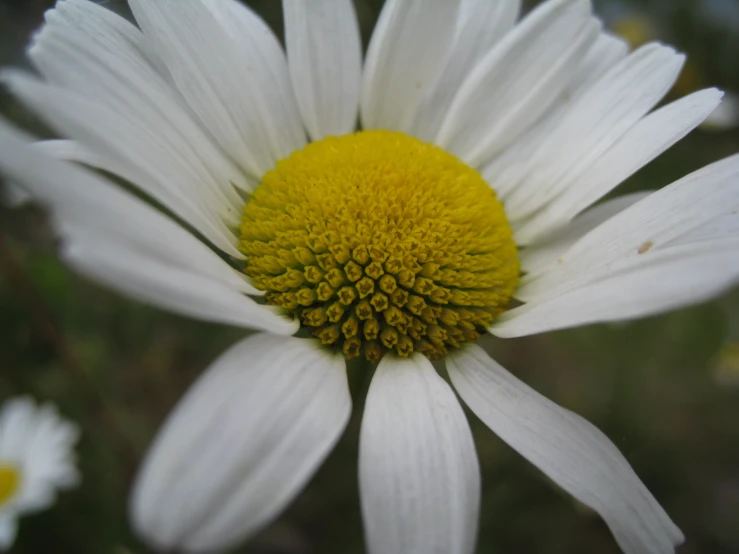 white and yellow flower with yellow center on a blurry background