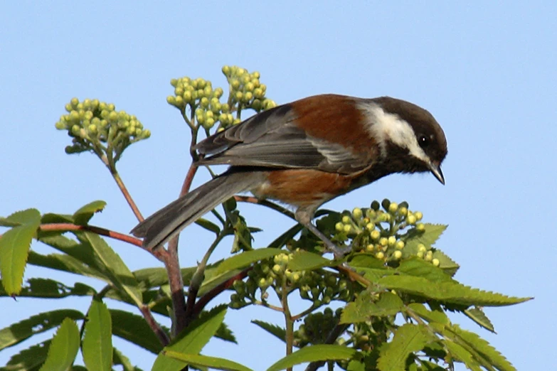 a bird sitting on top of a plant with green leaves