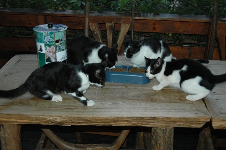 three black and white cats sitting at a wooden table eating