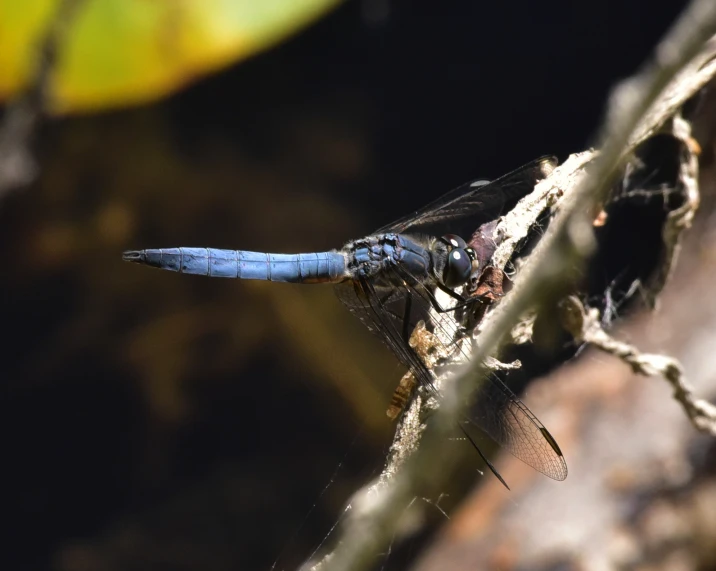 a black and blue insect is on a nch