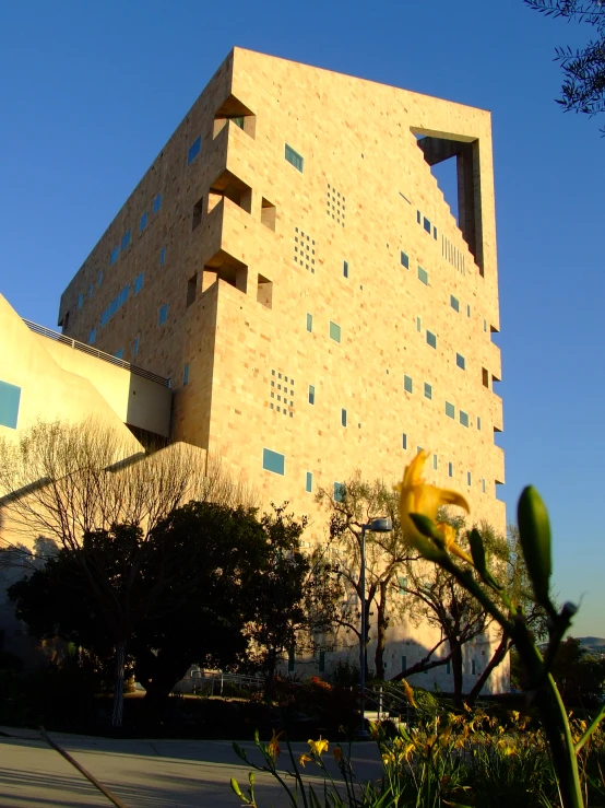 yellow flowers are on the plant in front of the building