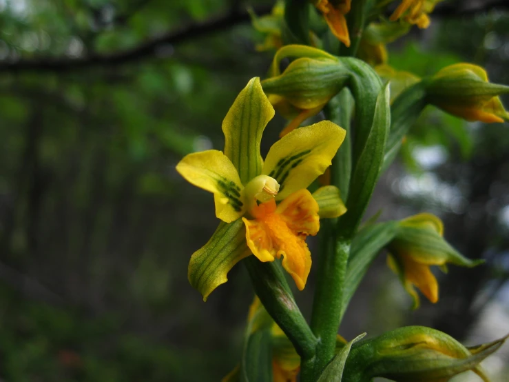 a yellow flower that is hanging from the side of a tree