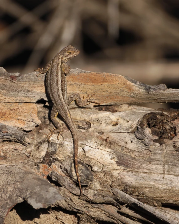 a lizard is sitting on some wood