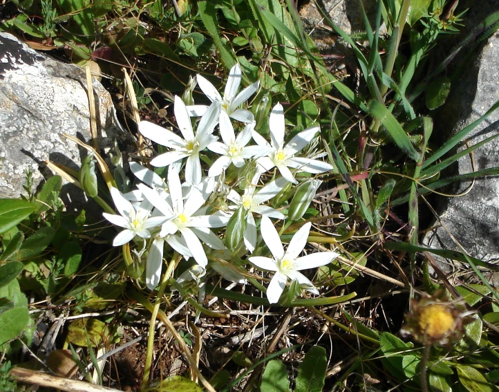 a cluster of white flowers growing on a rock