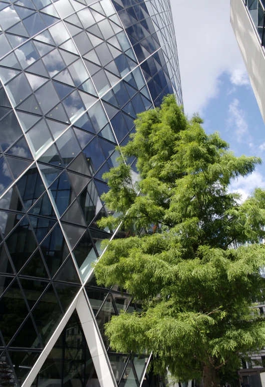 two trees in front of an office building